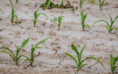 Klimat: 10 mln zł na budowę tzw. zielono-niebieskiej infrastruktury