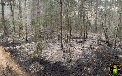 Gmina Olszewo-Borki: Pożar lasu – strażacy mówią, że to było podpalenie