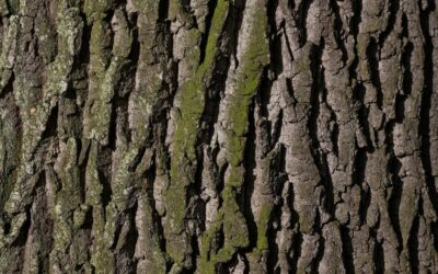 Ostrołęka: Drzewa będą miały wiedźmińskie nazwy