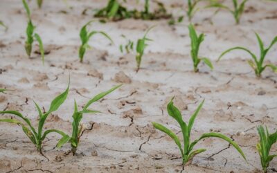 IMGW: Sytuacja hydrologiczna w kraju poprawiła się