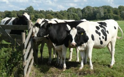 Gmina Łyse: Krowy wpadły do szamba