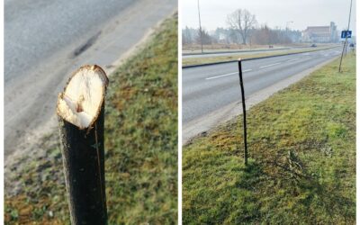 Ostrołęka: Zniszczone drzewka przy Bohaterów Warszawy