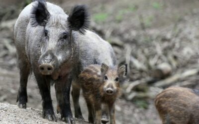 Region: Uwaga na dzikie zwierzęta na drogach