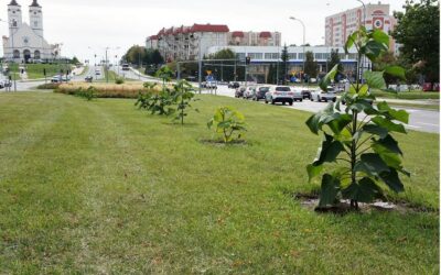 Łomża: ŁSM posadzi drzewka tlenowe