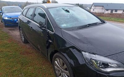 Gmina Łomża: Sarna wpadła pod koła samochodu