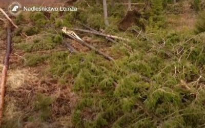 Region: Nadleśnictwo Łomża wciąż sprząta po wichurach z lutego