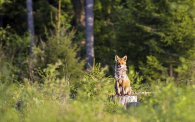 Region: Szczepienie ochronne lisów przeciwko wściekliźnie
