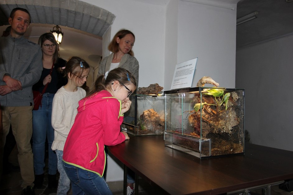 Drozdowo: Pająki i skorpiony na wystawie w Muzeum Przyrody