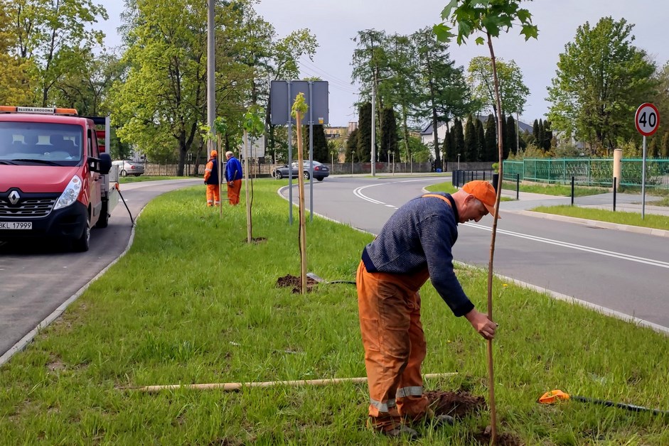 Kolno: Nowe drzewa przy Konopnickiej i Sportowej