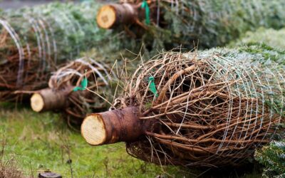 Region: W Nadleśnictwie Łomża ruszyła sprzedaż choinek