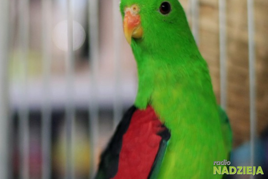 KAS: Udaremniono przemyt papug czerwonoskrzydłych