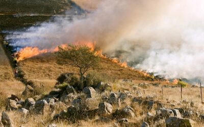 Region: Pożary związane z wypalaniem traw