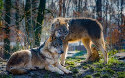 Gmina Kolno: Mieszkańcy są zaniepokojeni – wilki coraz bliżej zabudowań