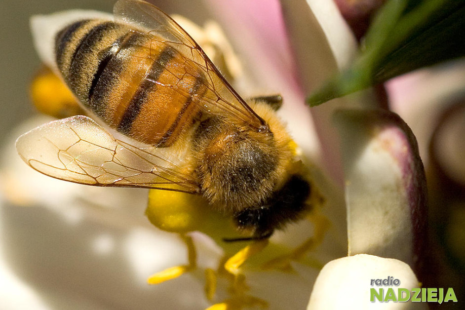 Kraj: “Praca z pszczołami wymaga cierpliwości”