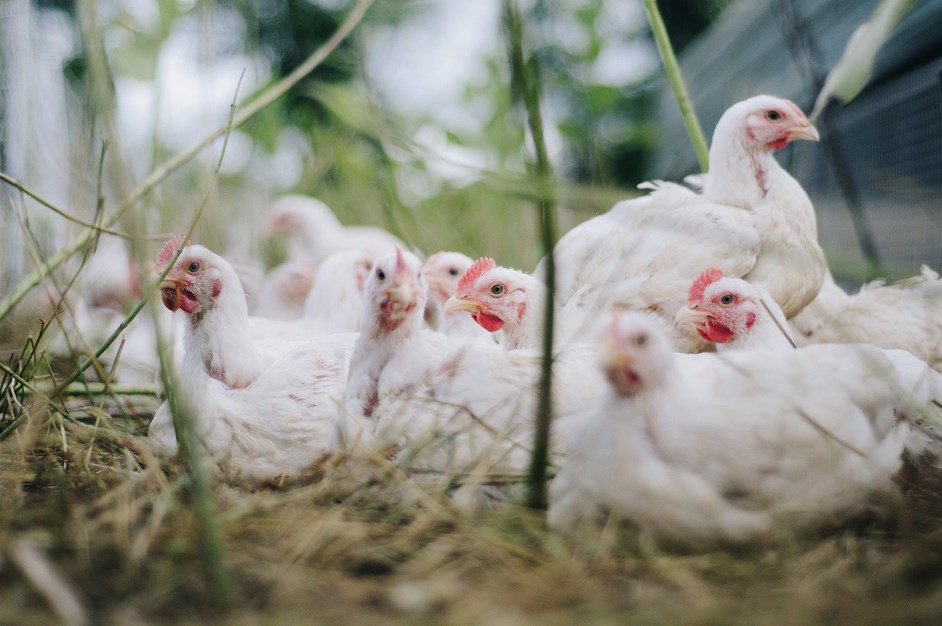 chicken-4474176_1920-Kopiowanie