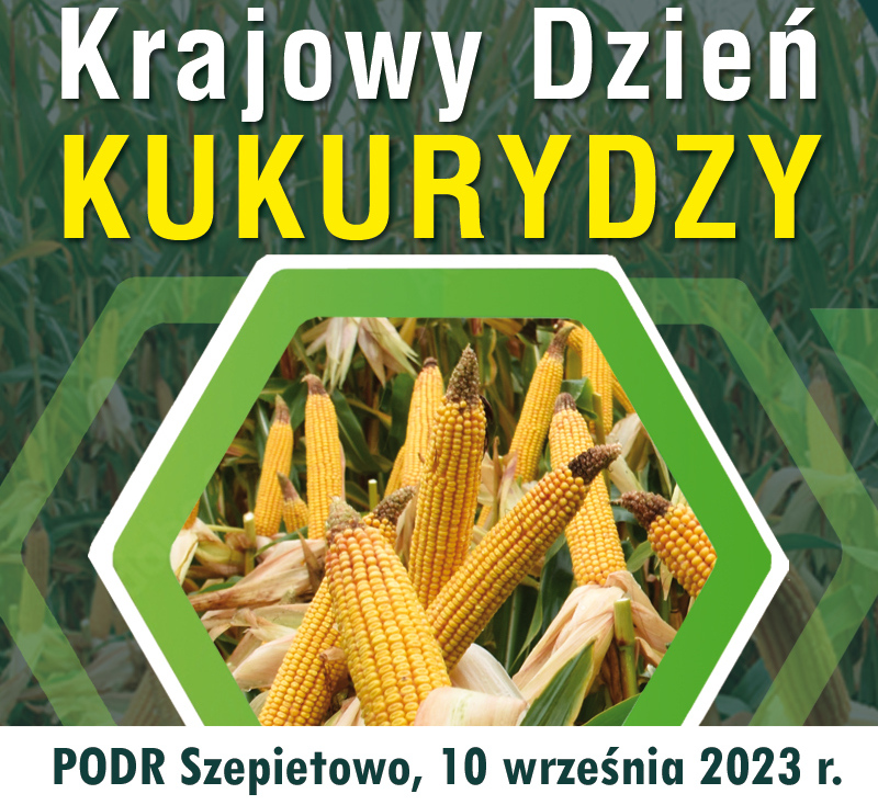 baner-kwadrat-kukurydza-024