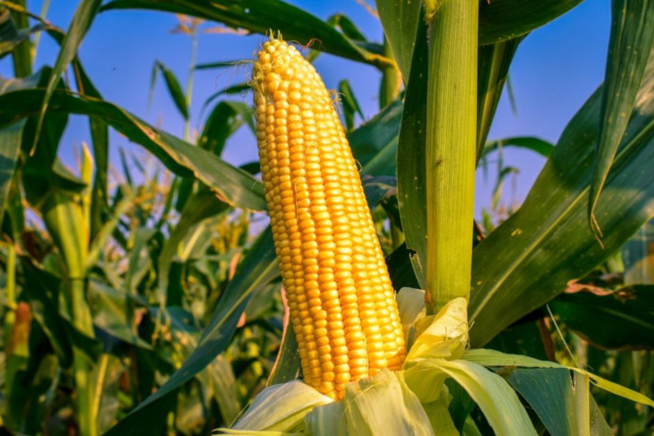 ARiMR: Dopłaty do kukurydzy – wnioski do 29 lutego