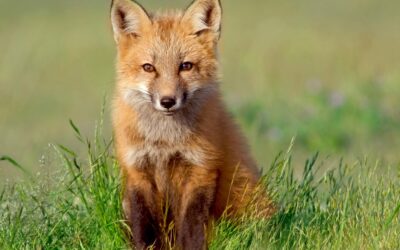 Region: W piątek (17.04) rusza akcja szczepienia lisów