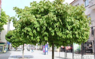 Region: Sezon pylenia w pełni. Jak radzić sobie z alergią?