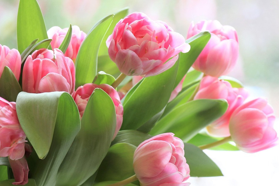 kwiaty, dzień kobiet, tulipany