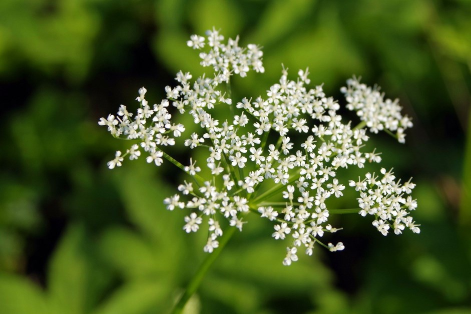 Region: Uwaga na Barszcz Sosnowskiego!