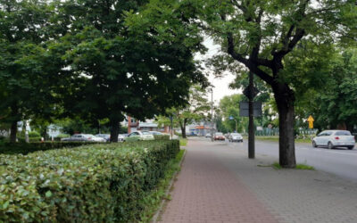 Ostrołęka: Tysiąc nowych drzew pojawi się w mieście