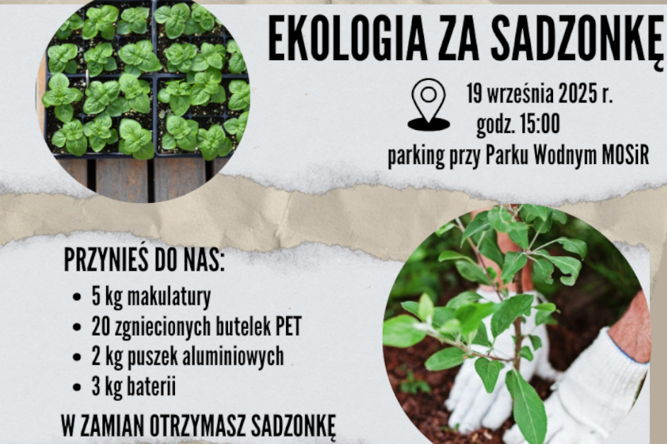 eko za sadzonkę