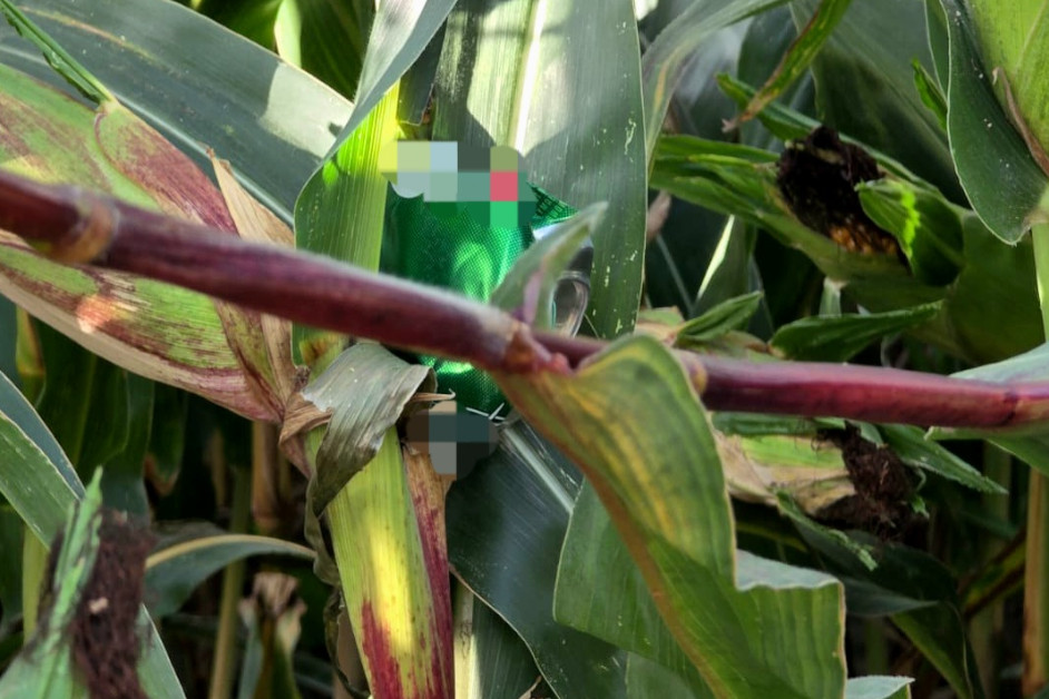 Region: Pułapki na polach kukurydzy – policja apeluje do rolników