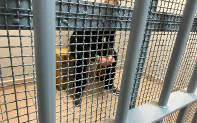 Kolno: Złamał policyjny zakaz, bo… nie miał dostępu do telewizora