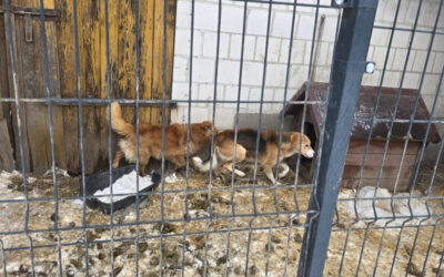 Region: 11 psów przebywało w rażąco złych warunkach. Opiekunowie trafią do więzienia?