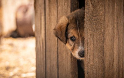 Podlaskie: W całym województwie przeprowadzono kontrole schronisk