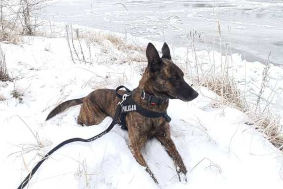 Region: Szkolenie policyjnych psów z Łomży i z Suwałk