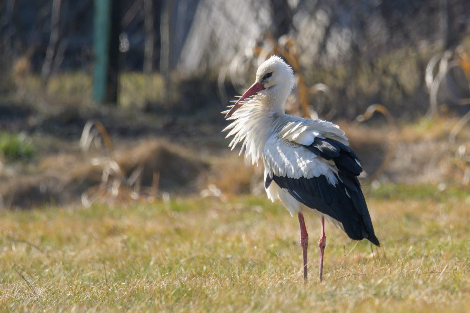 wiosna-fot.-Narwianski-Park-