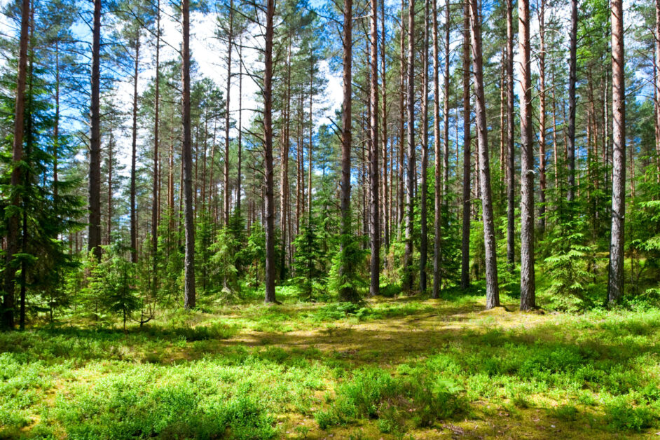 Summer forest