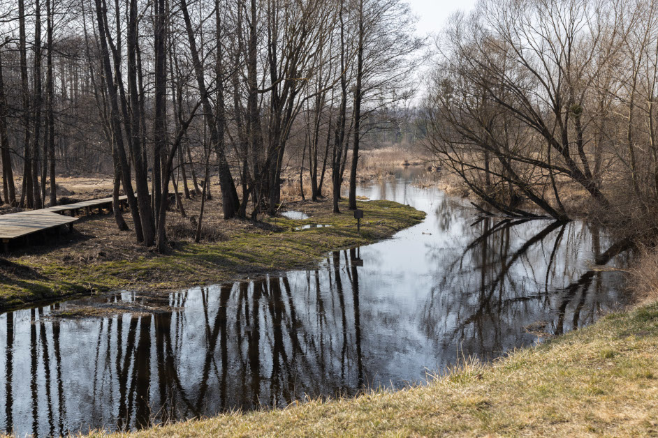 Pisa Narew