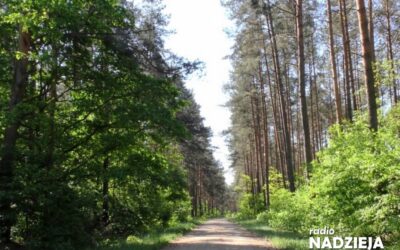 Region: Leśnicy monitorują stan drzew
