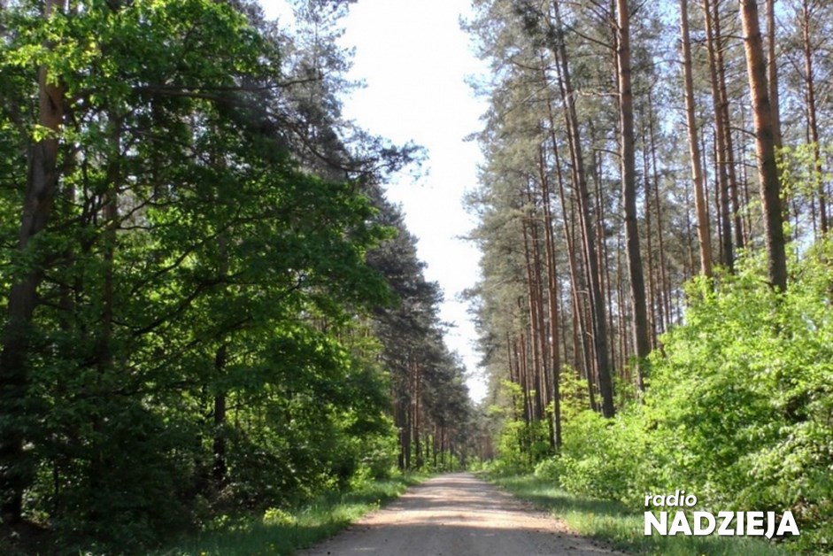 las-Kopiowanie-1-e1614160062713-Kopiowanie