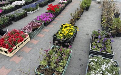 Łomża: Kolejna edycja ,,ekologii za sadzonkę” za nami!