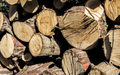 Łomża: MPGKiM prowadzi sprzedaż drewna