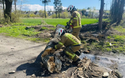 Region: Połamane drzewa i zerwane dachy – strażacy interweniowali z związku z silnym wiatrem