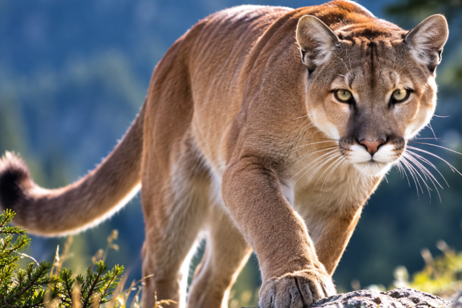 puma