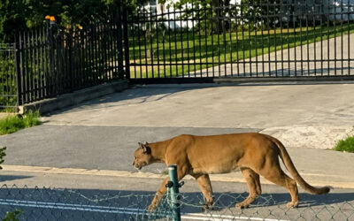 Region: Puma widziana w Gminie Jedwabne? „Pojawia się w różnych miejscach”